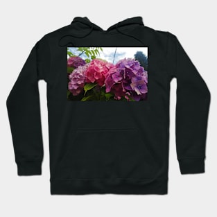 Three Hydrangeas Hoodie